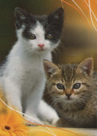 KATZE MIEZEKATZE Tier Vintage Ansichtskarte Postkarte CPSM #PBQ952.A - Katten
