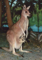 KANGAROO Animals Vintage Postcard CPSM #PBS895.A - Andere & Zonder Classificatie