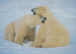 BEAR Animals Vintage Postcard CPSM #PBS380.A - Osos