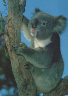 KOALAS Animaux Vintage Carte Postale CPSM #PBS148.A - Andere & Zonder Classificatie