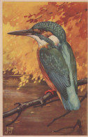 PÁJARO Vintage Tarjeta Postal CPSMPF #PKG960.A - Birds