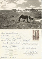 Valls D'Andorra - Wild Horses Wandering At Liberty On The Mountains - B/w PPC 1aug1959 To Italy With Regular F25 - Andorre