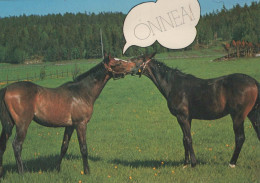 HORSE Vintage Postcard CPSMPF #PKG935.GB - Horses