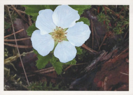 FLOWERS Vintage Postcard CPSM #PBZ105.GB - Bloemen