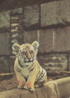 TIGER Animals Vintage Postcard CPSM #PBS056.GB - Tigres