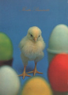 EASTER CHICKEN EGG Vintage Postcard CPSM #PBP071.GB - Pâques