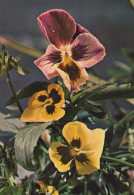 FLOWERS Vintage Postcard CPSM #PAS418.GB - Flowers