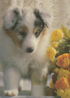 PERRO Animales Vintage Tarjeta Postal CPSM #PAN906.ES - Hunde