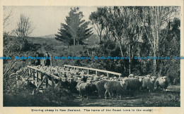 R029821 Droving Sheep In New Zealand. The Home Of The Finest Lamb In The World - World