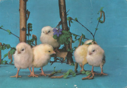 PÂQUES POULET Vintage Carte Postale CPSM #PBO945.FR - Easter