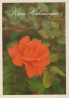 FLEURS Vintage Carte Postale CPSM #PAS240.FR - Fiori