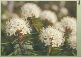 FLEURS Vintage Carte Postale CPSM #PAR519.FR - Blumen