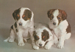 CHIEN Animaux Vintage Carte Postale CPSM #PAN647.FR - Hunde