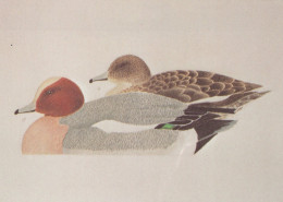 OISEAU Animaux Vintage Carte Postale CPSM #PAN202.FR - Vögel