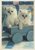 CHAT CHAT Animaux Vintage Carte Postale CPSM #PAM323.FR - Cats