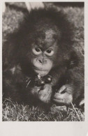 AFFE Vintage Ansichtskarte Postkarte CPSMPF #PKG941.DE - Singes