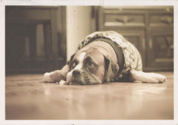 HUND Tier Vintage Ansichtskarte Postkarte CPSM #PBQ473.DE - Hunde