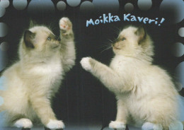 KATZE MIEZEKATZE Tier Vintage Ansichtskarte Postkarte CPSM #PBQ926.DE - Cats