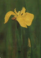 FLOWERS Vintage Ansichtskarte Postkarte CPSM #PAR159.DE - Fiori