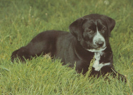 HUND Tier Vintage Ansichtskarte Postkarte CPSM #PAN713.DE - Cani