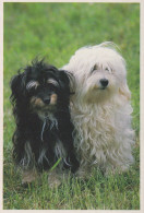 HUND Tier Vintage Ansichtskarte Postkarte CPSM #PAN514.DE - Perros