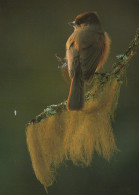 VOGEL Tier Vintage Ansichtskarte Postkarte CPSM #PAN388.DE - Vögel