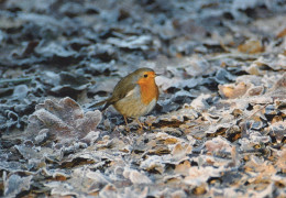 VOGEL Tier Vintage Ansichtskarte Postkarte CPSM #PAM769.DE - Birds