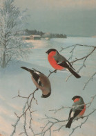 VOGEL Tier Vintage Ansichtskarte Postkarte CPSM #PAM830.DE - Birds