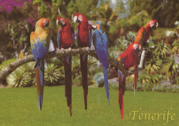VOGEL Tier Vintage Ansichtskarte Postkarte CPSM #PAM708.DE - Birds