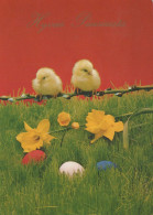 PASQUA POLLO UOVO Vintage Cartolina CPSM #PBO757.IT - Easter