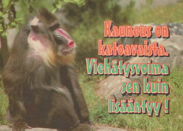 SCIMMIA Animale Vintage Cartolina CPSM #PAN978.IT - Monkeys