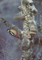 UCCELLO Animale Vintage Cartolina CPSM #PAN080.IT - Oiseaux