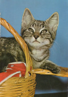 GATTO KITTY Animale Vintage Cartolina CPSM #PAM455.IT - Gatti