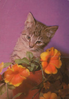 GATTO KITTY Animale Vintage Cartolina CPSM #PAM080.IT - Gatti