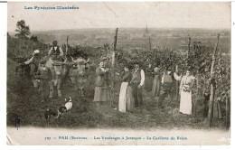 PAU - JURANCON - ( Environs ) - Les Vendanges à Jurançon  -  La Cueillette Du Raisin - Vines