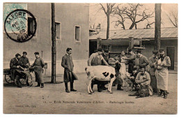 Ecole Nationale Vétérinaire. Pathologie Bovine - Maisons Alfort