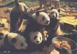 China - Giant Panda's Winter Solstice Festival, 2008, Chime Long Wildpark, Guangzhou - Beren