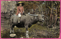 Ag3571 -  Philippines - VINTAGE POSTCARD  - Ethnic, Animals - Philippines