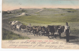 PRETORIA-SUD AFRICA-A TYPICAL OX WAGGON-CARTOLINA VIAGGIATA IL 20-08-1903-RETRO INDIVISO - Zuid-Afrika