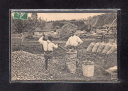 (06/05/24) 76-CPA TROUVILLE ALLIQUERVILLE - CIDRE - MISE EN SAC DES POMMES - Autres & Non Classés