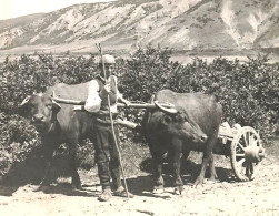 CARTE PHOTO 1917 - ALBANIE - PAYSAN ALBANAIS Boeufs Attelés - Environs De Pogradec - Albanië