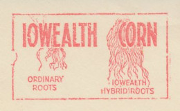 Meter Cut USA 1937 Corn - Iowealth Hybrid Roots - Sioux City - Agricultura