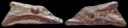 Sarmatia Olbia AE Cast Dolphin - Greek