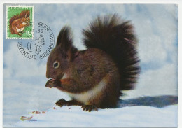 Maximum Card Switzerland 1966 Squirrel - Other & Unclassified