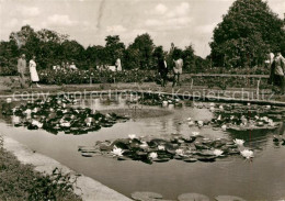 73300563 Essen Ruhr Botanischer Garten Seerosen Essen Ruhr - Essen