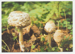 Postal Stationery Belarus 1999 Mushroom - Paddestoelen