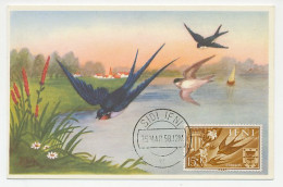 Maximum Card IFNI 1958 Bird - Swallow - Sonstige & Ohne Zuordnung