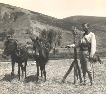 CARTE PHOTO 1917 - ALBANIA Environs De Pogradec - Paysans Et Ses Chevaux - Albanien