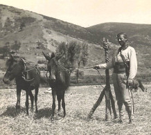 CARTE PHOTO 1917 - ALBANIA Environs De Pogradec - Paysans Et Ses Chevaux - Albanië