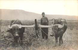 CARTE PHOTO 1917 - ALBANIA - PAYSAN Des Environs De Pogradec - Attelage De Boeufs - Albanien